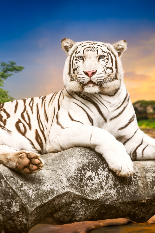 Красивый белый тигр лежит на камне 
