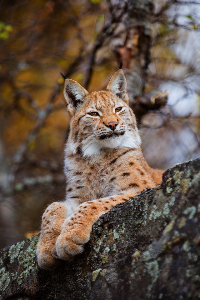 Красивая дикая рысь лежит на камне