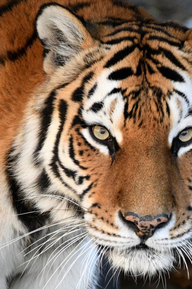 Большой красивый полосатый амурский тигр