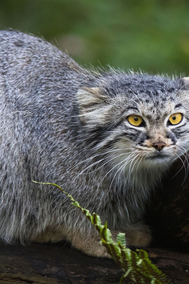 Большой серый манул сидит на дереве