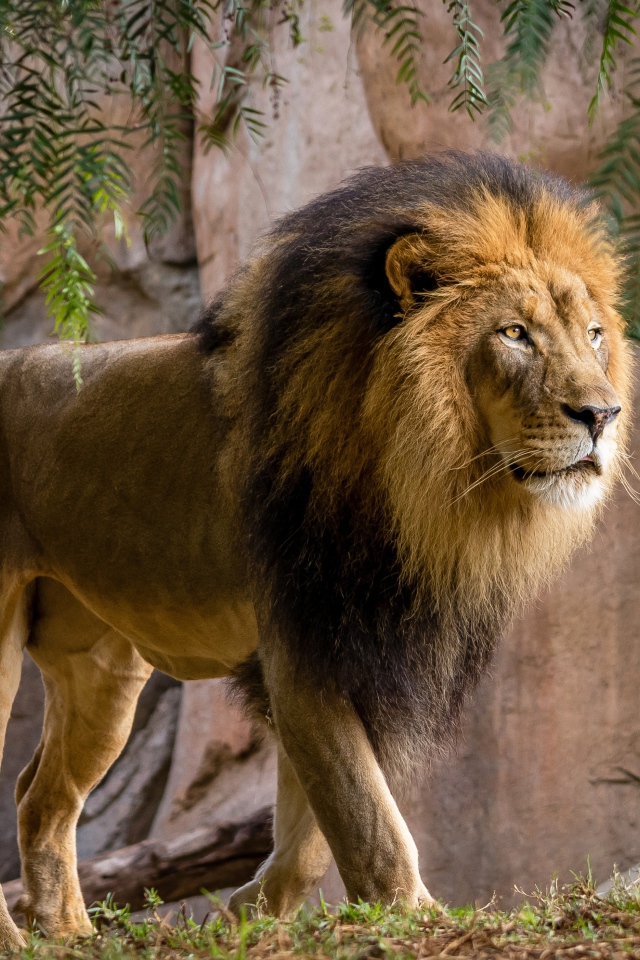 Большой лев у стены в зоопарке