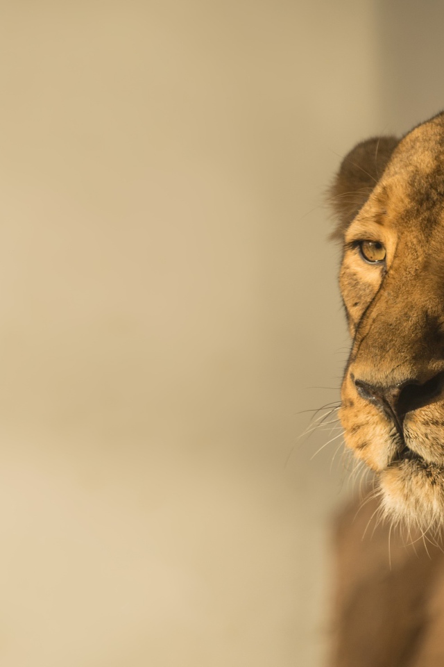 Большая львица в лучах солнца 