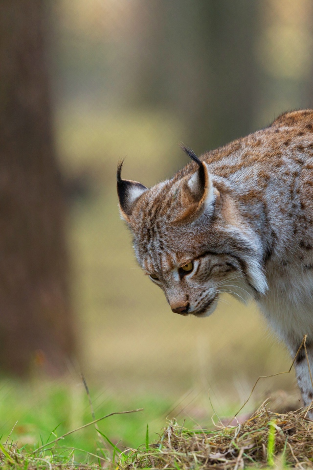Большая рысь охотится в траве 