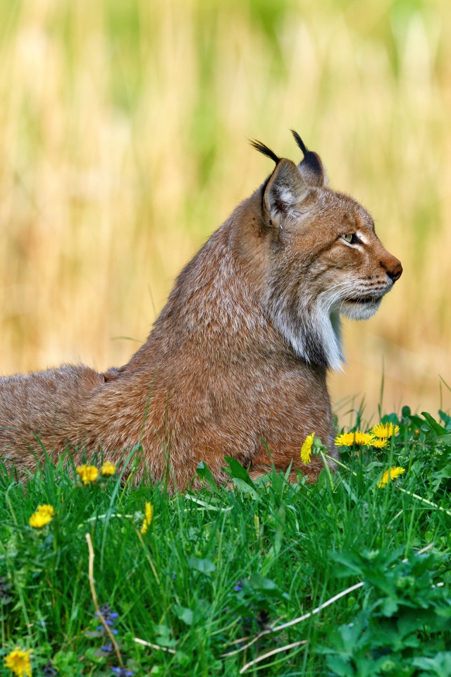 Большая рысь лежит на зеленой траве
