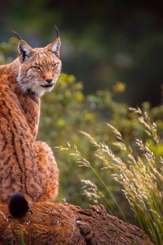 Большая рысь сидит на камне 
