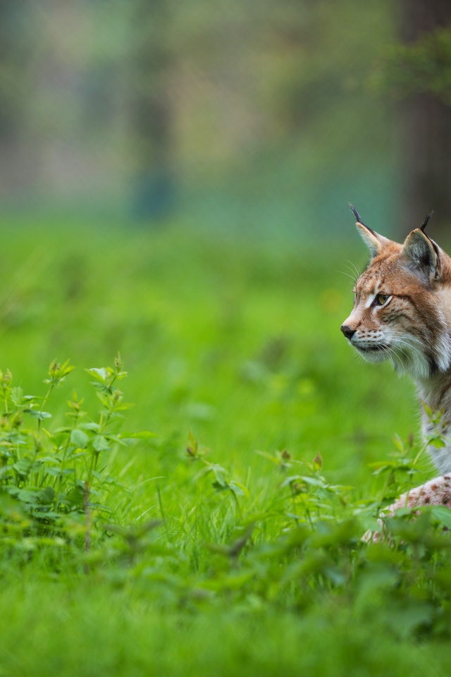 Большая рысь крадется по зеленой траве