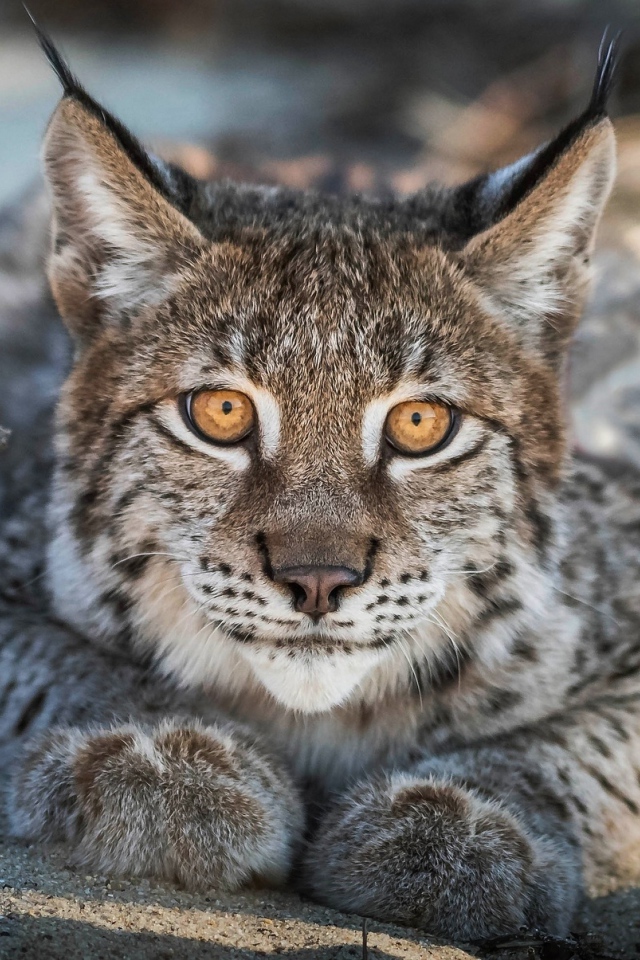 Большая рысь с желтыми глазами лежит на песке 