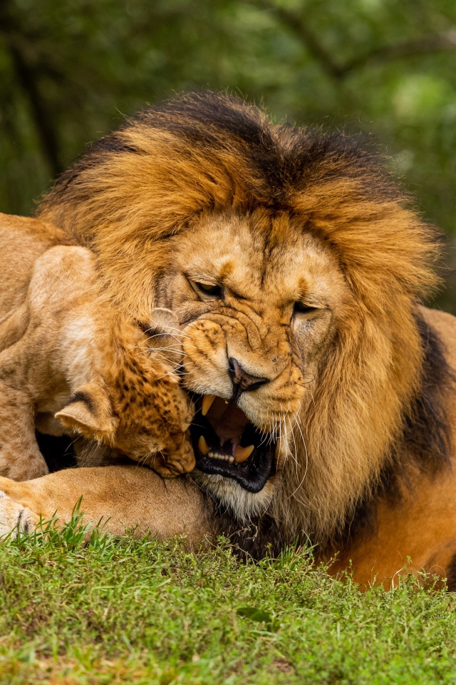 Большой грозный лев играет с львенком на зеленой траве
