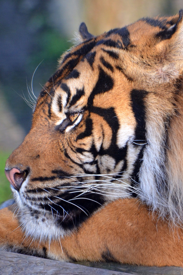 Большой грозный тигр лежит 