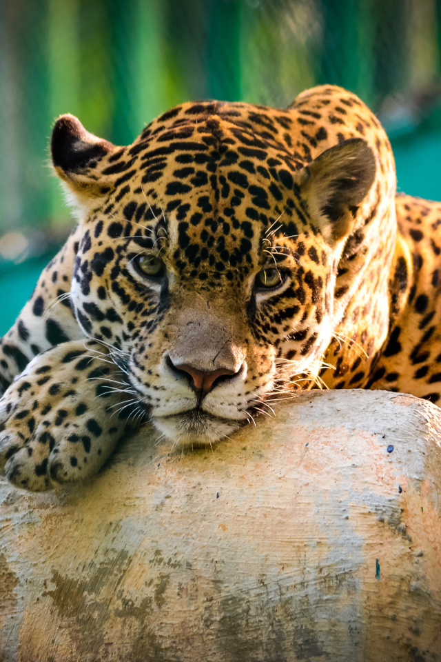 Большой пятнистый ягуар лежит на камнях в зоопарке