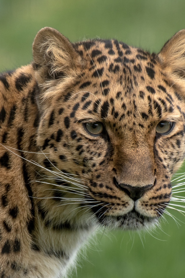 Большой пятнистый леопард крупным планом