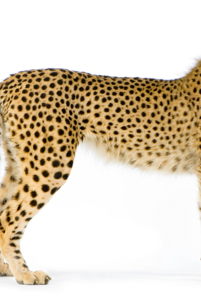 Большой пятнистый леопард на белом фоне