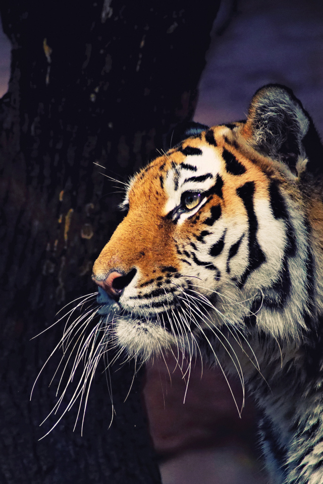 Большой полосатый тигр у дерева