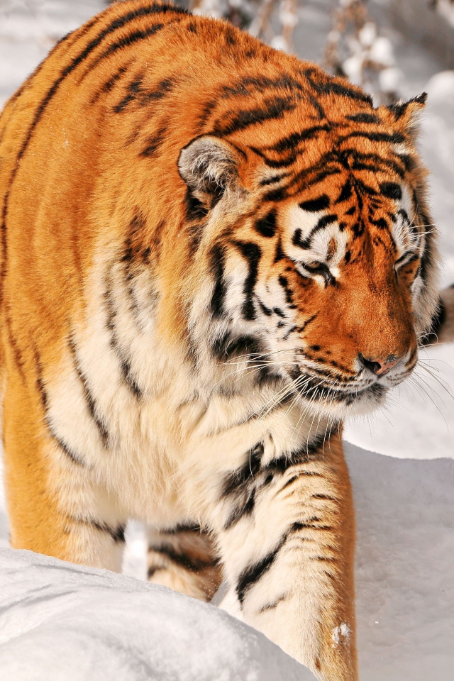 Большой полосатый тигр идет по снегу 