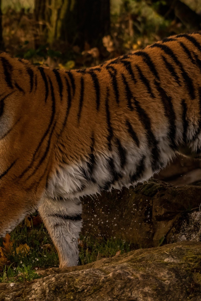 Большой мокрый тигр идет по камням