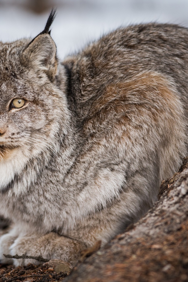 Большая дикая серая рысь у дерева