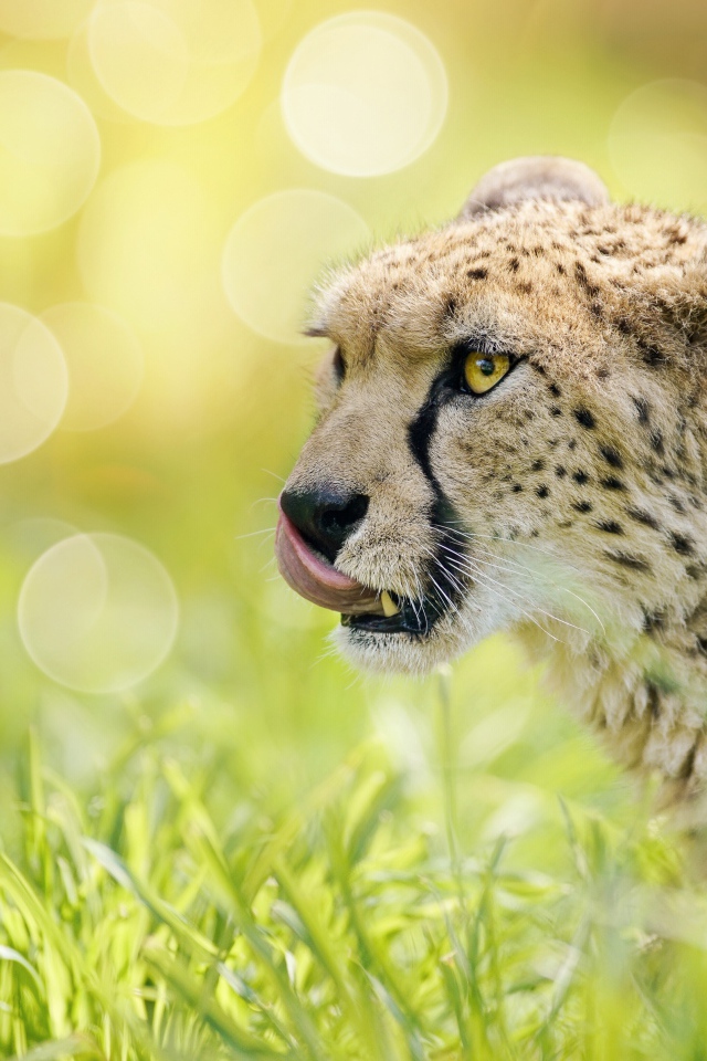 Гепард с высунутым языком в траве