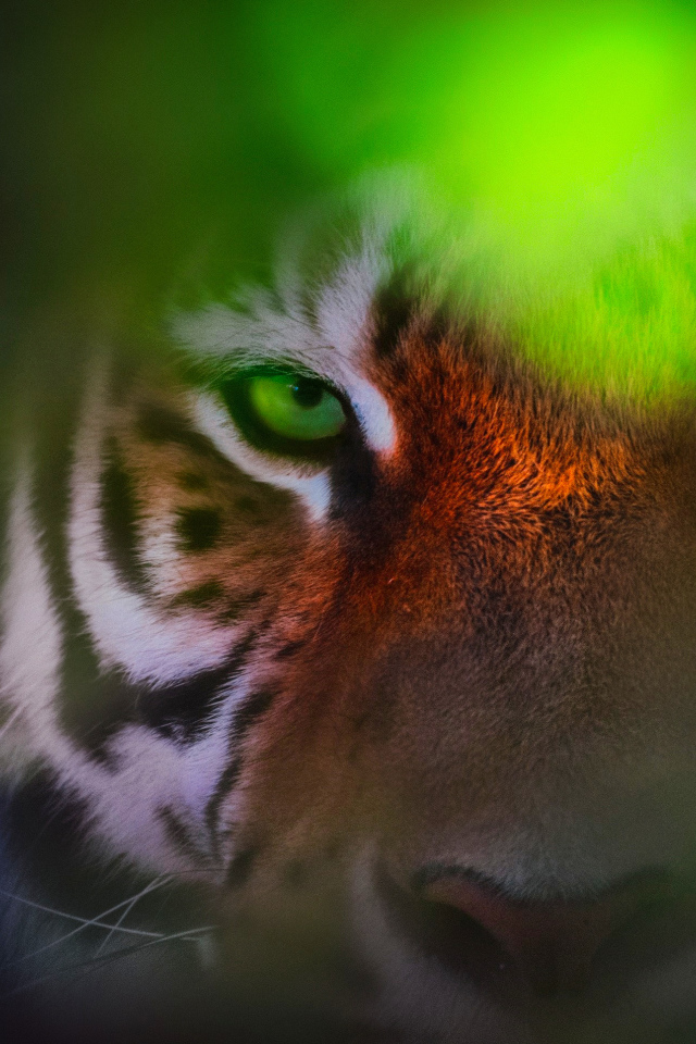 Морда зеленоглазого тигра крупным планом