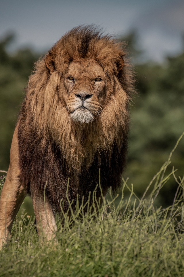 Свирепый лев в зеленой траве