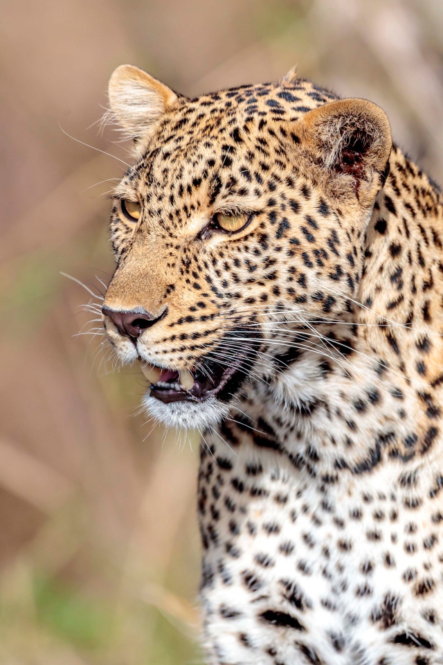 Большой пятнистый леопард с открытой пастью 