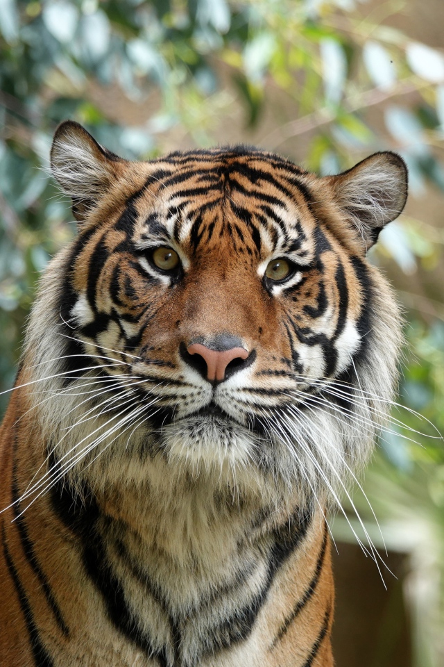 Большой полосатый амурский тигр 