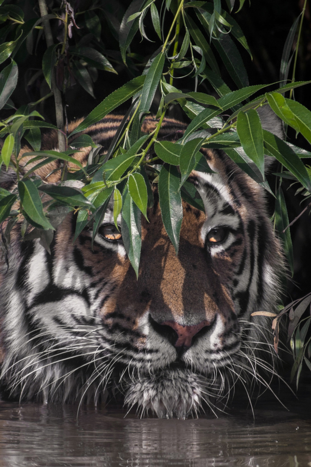 Большой полосатый тигр в воде в зеленых листьях
