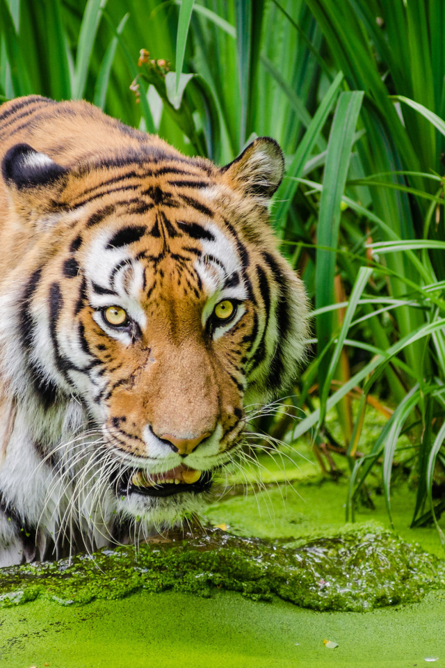 Большой полосатый тигр стоит в покрытой тиной воде 