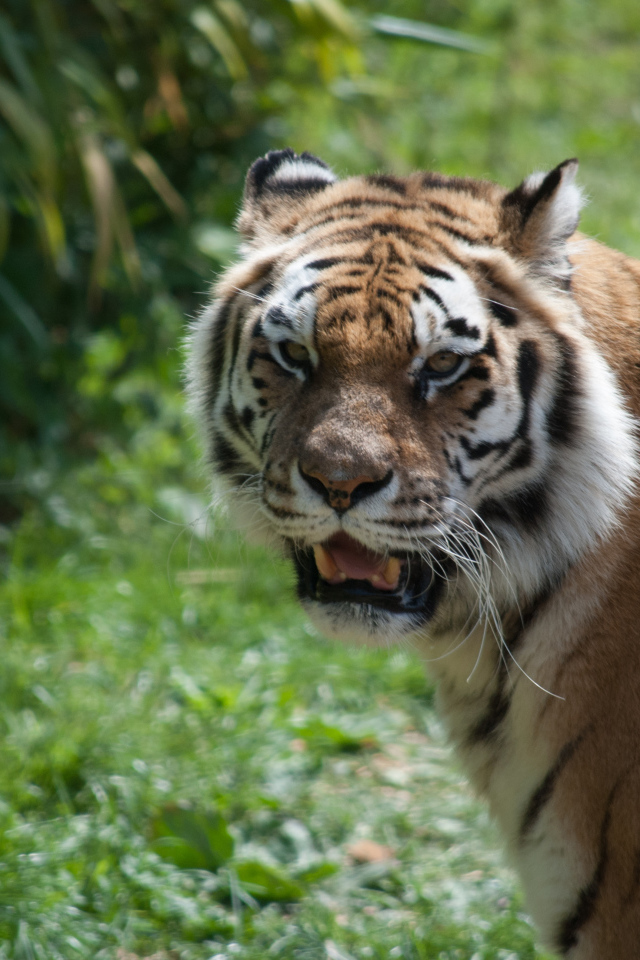 Большой полосатый тигр с острыми зубами