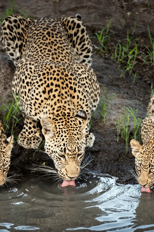 Леопард с детенышами пьют воду в пруду