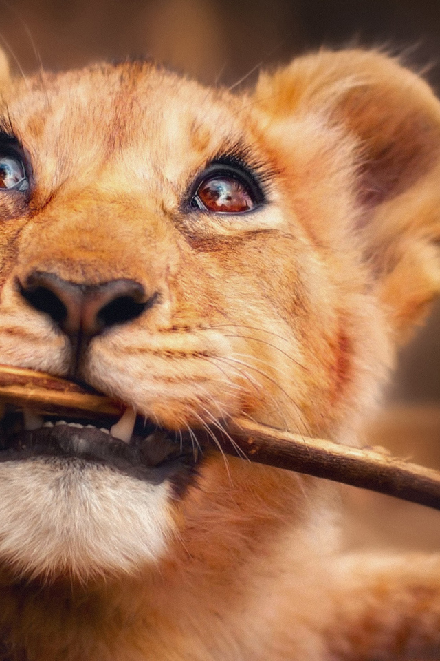 Маленький забавный львенок грызет ветку 