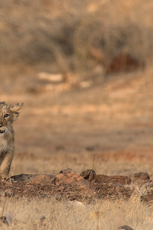 Маленький львенок в сухой саванне 
