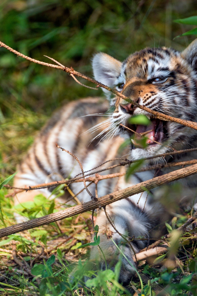 Маленький полосатый тигренок грызет ветку 