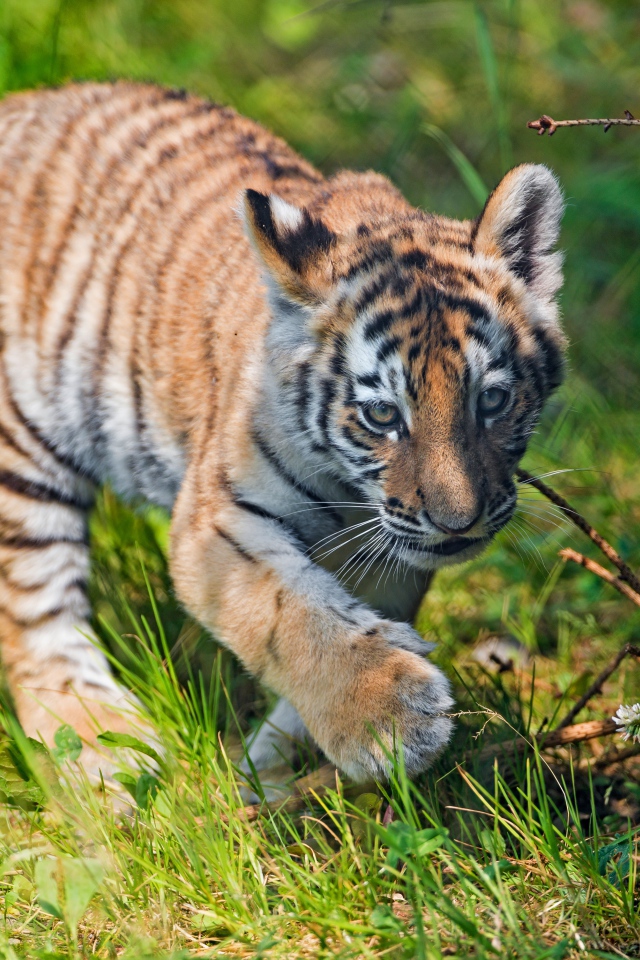 Маленький тигренок идет по зеленой траве