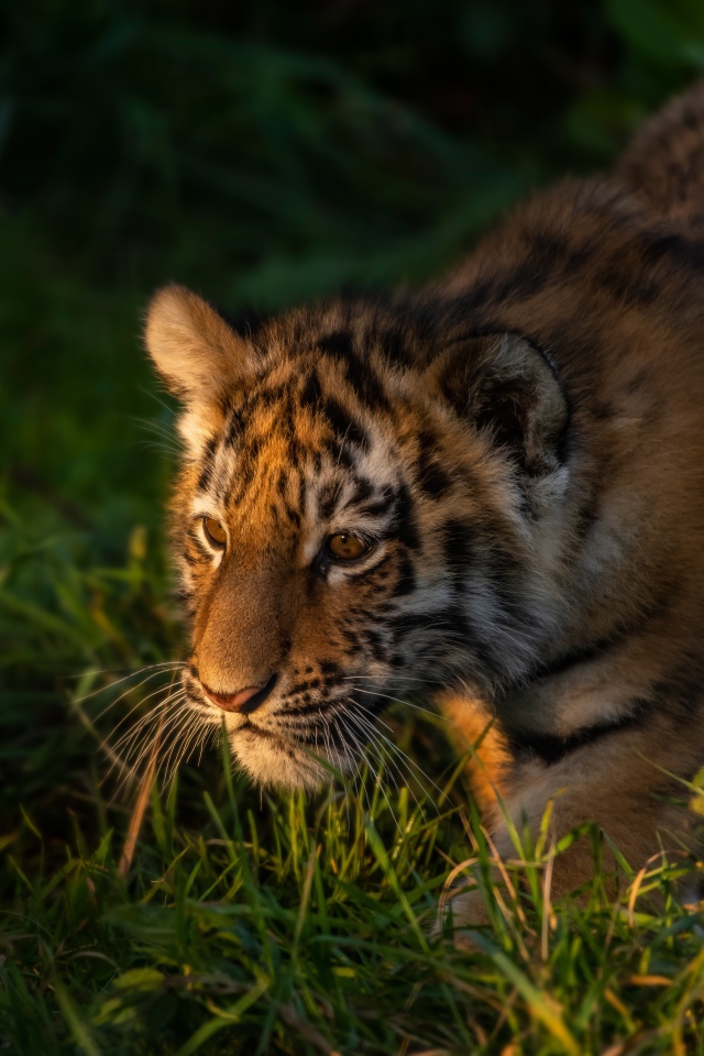 Маленький тигр крадется в зеленой траве
