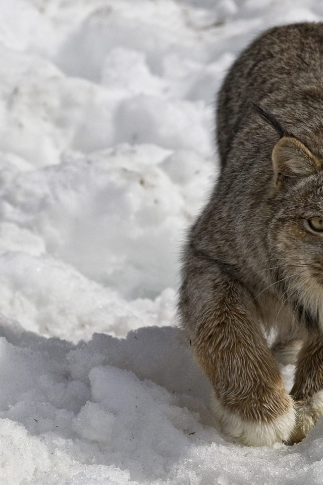 Рысь крадется по снегу зимой