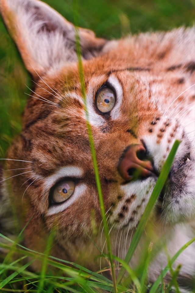 Морда рыси крупным планом на зеленой траве