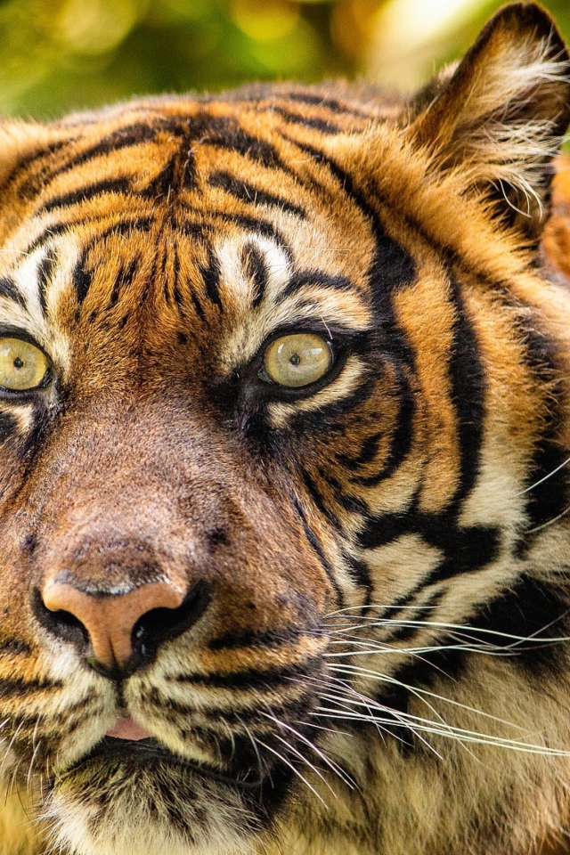 Морда большого полосатого тигра