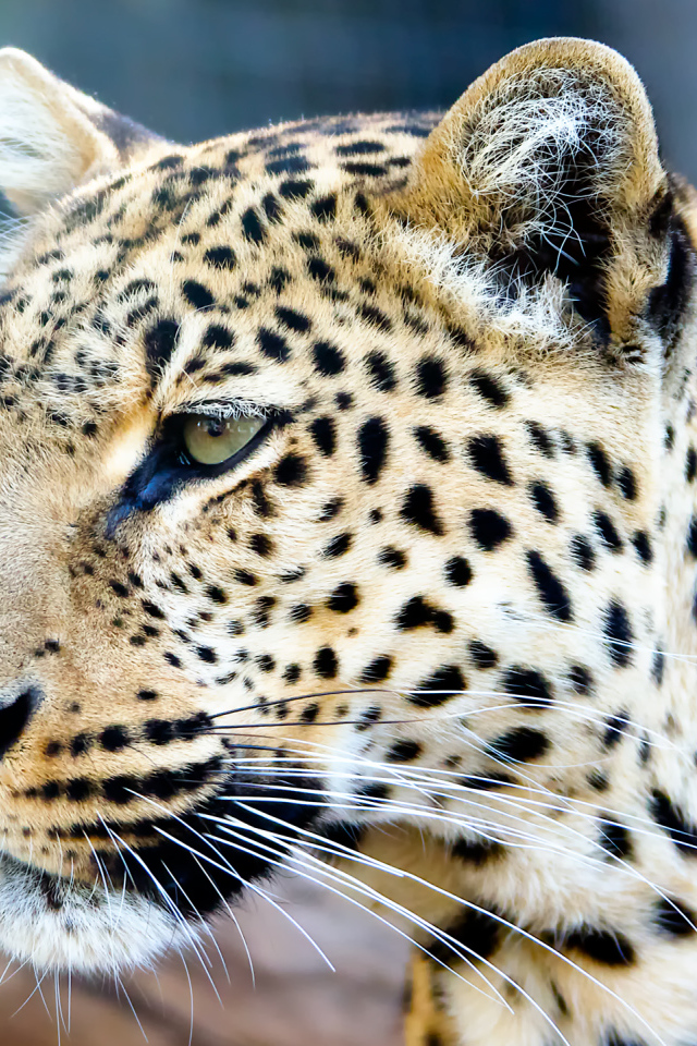 Морда пятнистого леопарда крупным планом