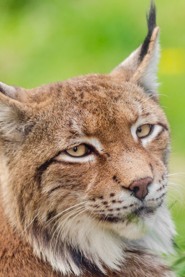 Грустная морда рыси крупным планом
