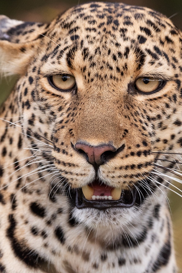 Пятнистый леопард прижал уши 