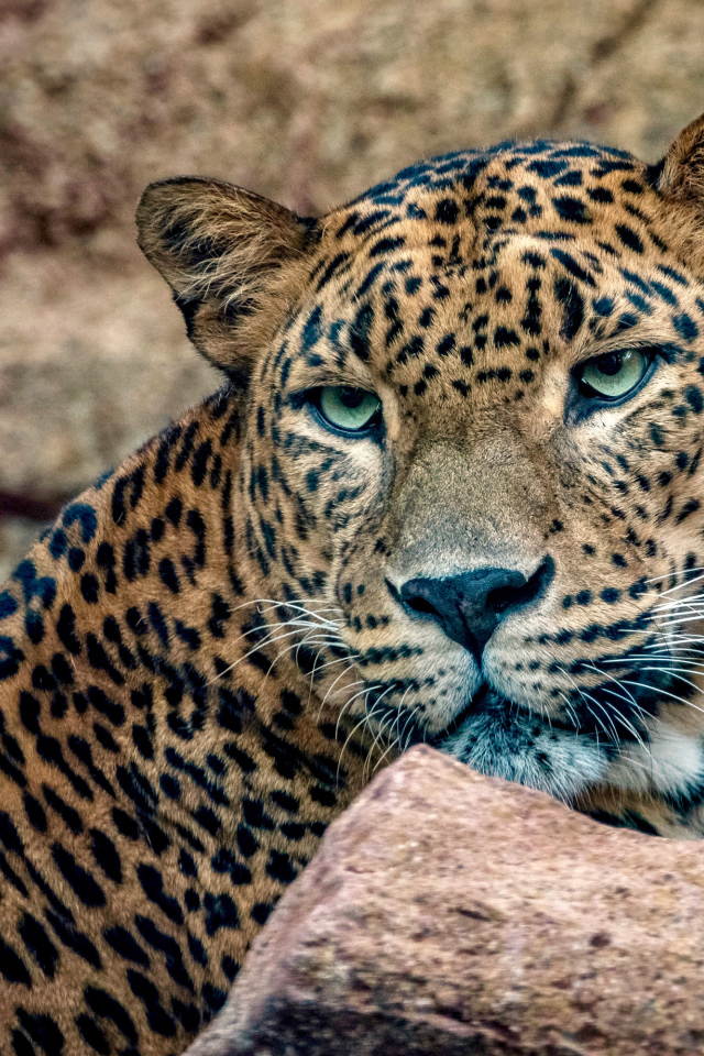 Пятнистый леопард с зелеными глазами лежит у камней