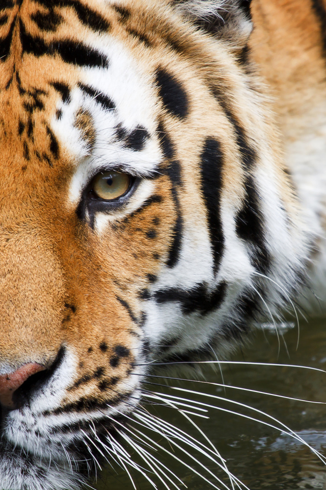 Полосатый тигр крупным планом в воде