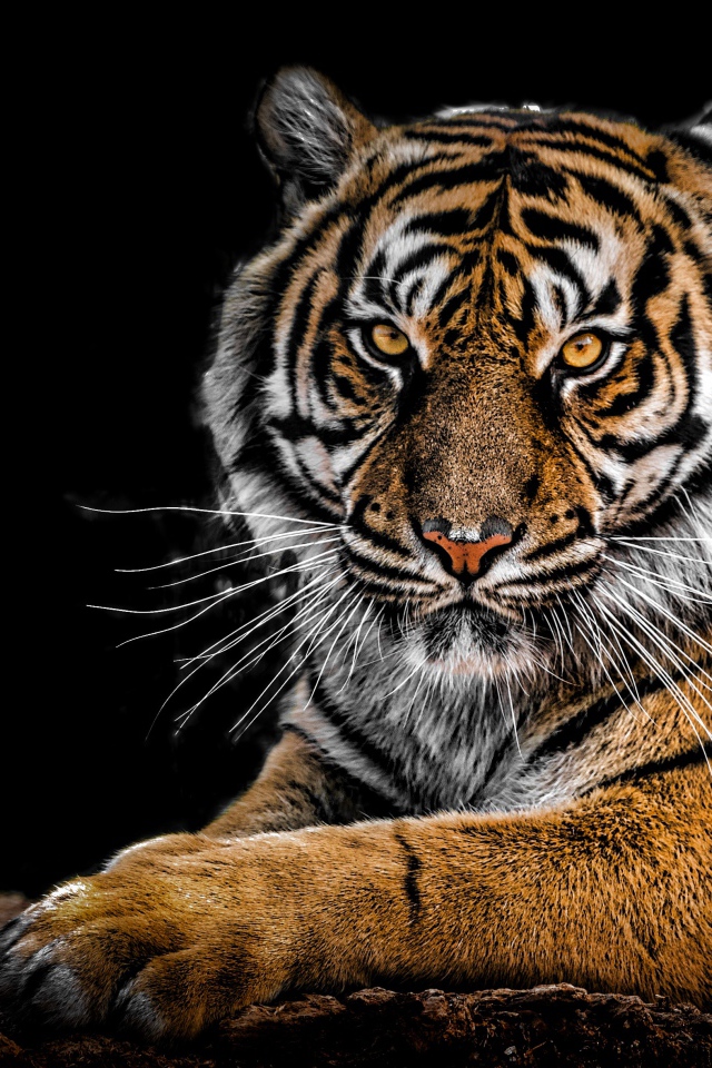 Грозный большой полосатый тигр на черном фоне