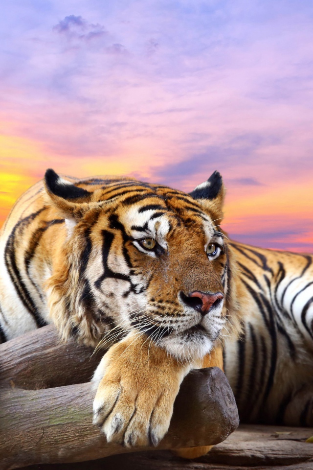 Полосатый тигр лежит сухом дереве на фоне красивого неба