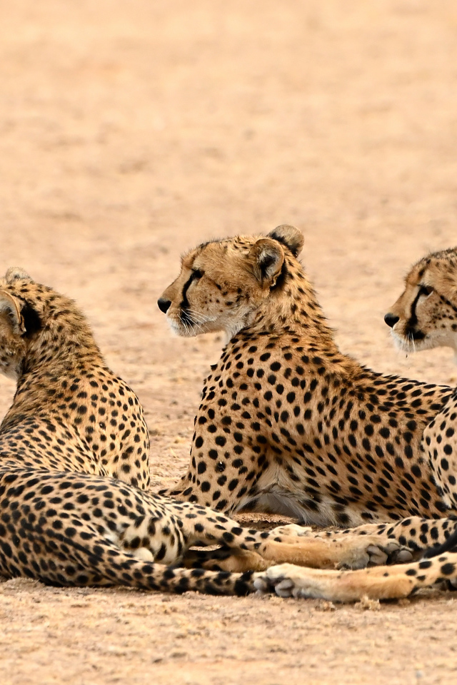 Три гепарда лежат на песке 