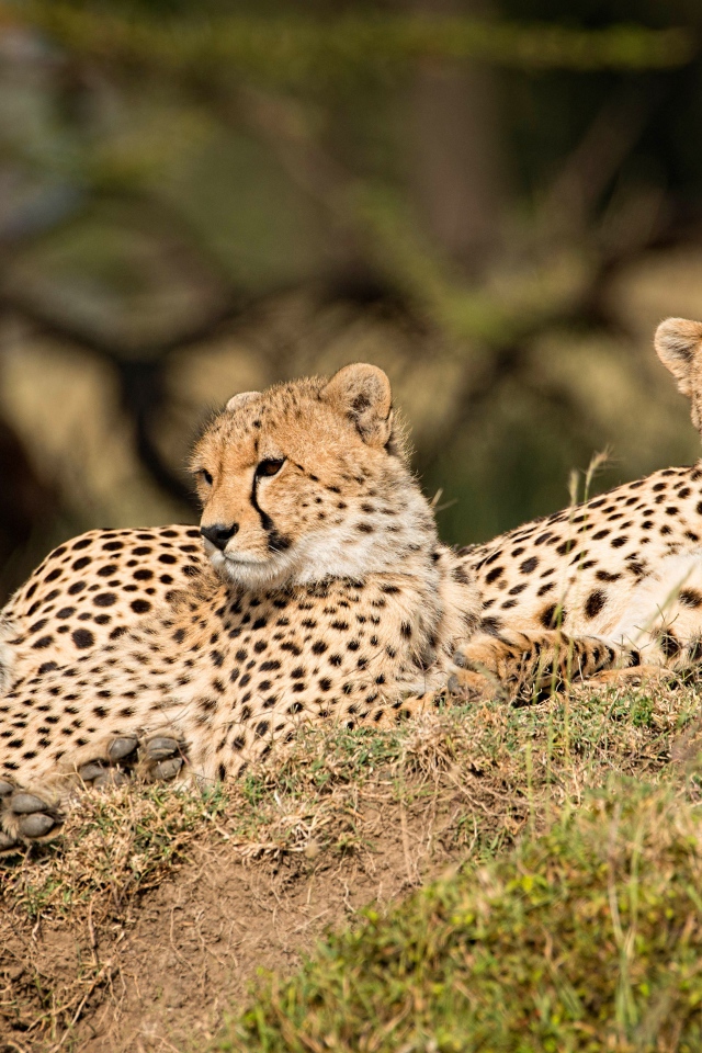 Три леопарда отдыхают на земле