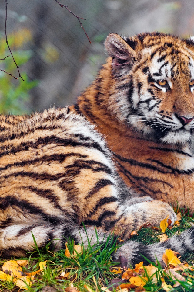Тигр лежит на земле осенью 