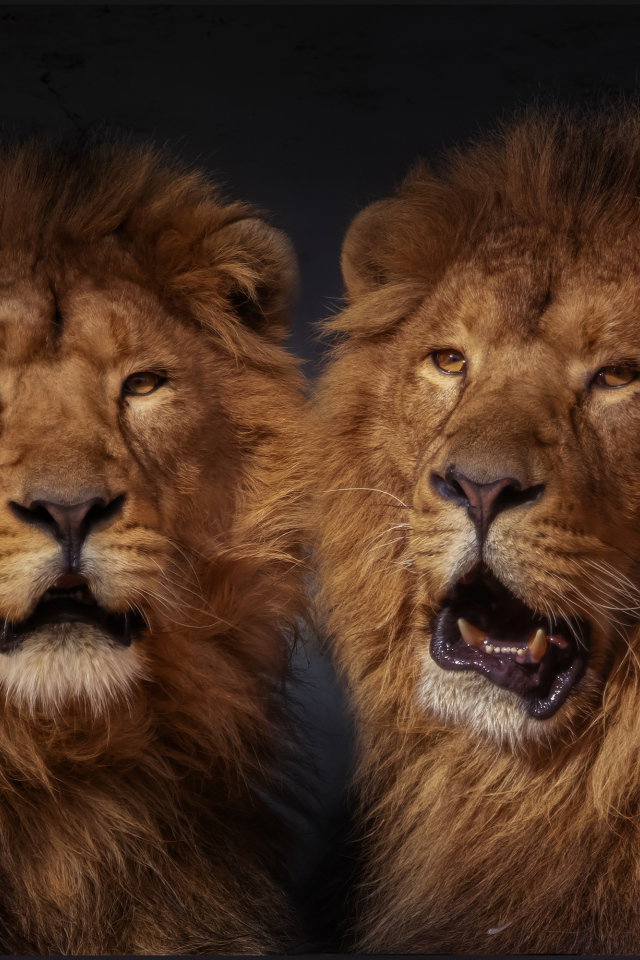 Два больших пушистых льва 