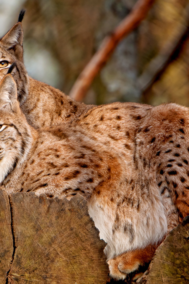 Две рыси лежат на сухом дереве