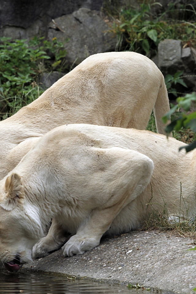 Две белые львицы у водопоя 